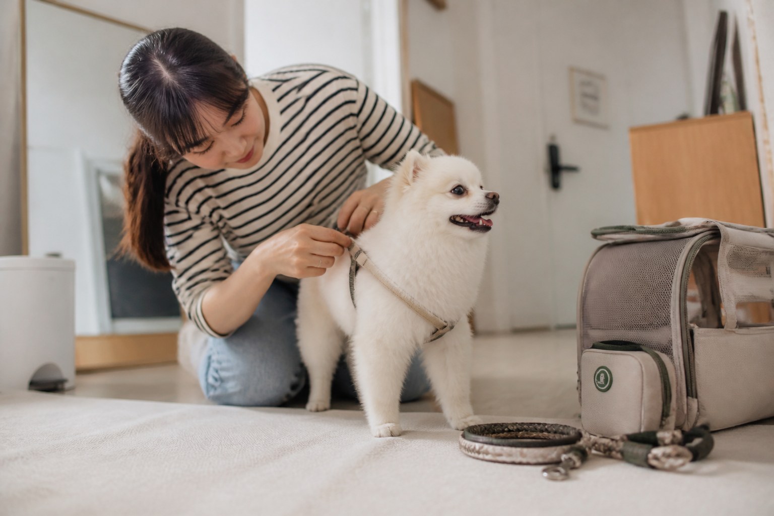 강아지 산책 전에 챙겨야 할 용품 순서와 체크리스트 참고 이미지 2